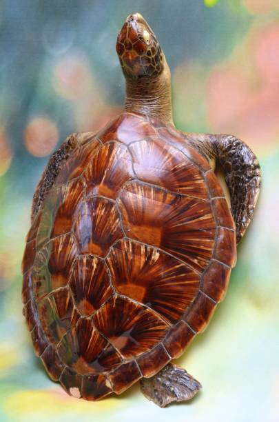 tartaruga oceano - young animal sea life amphibians animals and pets foto e immagini stock