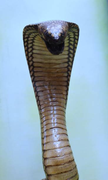 king cobra - cobra snake aggression king cobra stock-fotos und bilder