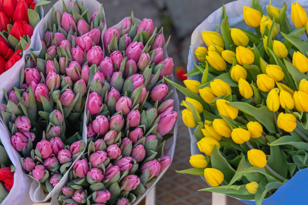 istock Purple Yellow Tulips 1360501388