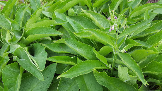 Healing herbs plant - symphytum officinale - german: Beinwell - comfrey