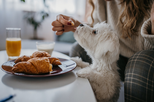 Young woman sharing breakfast with her Maltese pet dog at home.