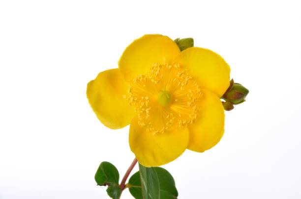 istock Ornamental St. John's Wort on a white background 1360504022