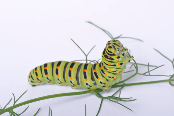 istock Swallowtail caterpillar on a white backgroung 1360504064