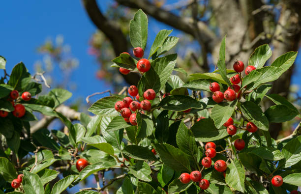 gros plan de grappes rouges de baies d’aubépine de lavalle (crataegus x lavallei carrierei) thorn ou may-tree dans le parc de la ville de krasnodar. paysage public parc galitsky sous le soleil de l’automne 2021. mise au point sélective. - rose petals temperate flower scenics prickly rose photos et images de collection