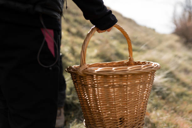 istock Woman hand holding a basket for mushroom picking 1360506421