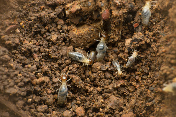 termitenkolonie bestehend aus arbeitern, die weiß oder hellbraun sind, auch weiße ameisen genannt., satara, maharashtra, indien - termite soil stock-fotos und bilder