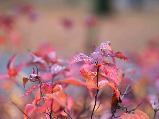 istock autumn red leaves on blurred background 1360506626