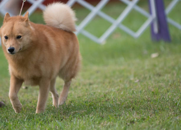 Finnish Spitz walking on grass Finnish Spitz in show ring at dog show in New York finnish spitz stock pictures, royalty-free photos & images