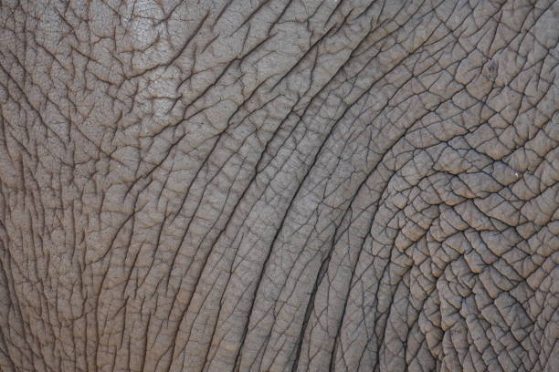 istock Thick leathery elephant skin in close-up. Natural background and texture. 1360506872