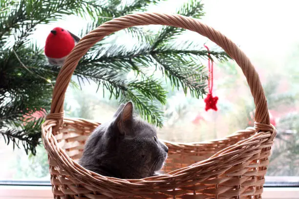 cat in a wicker basket under a Christmas tree on the background of a window. warm and cozy winter holidays