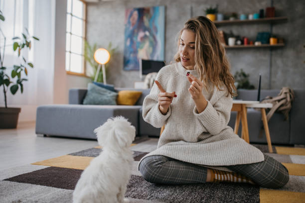 mujer entrenando a su perro obediencia - haciendo trucos fotografías e imágenes de stock