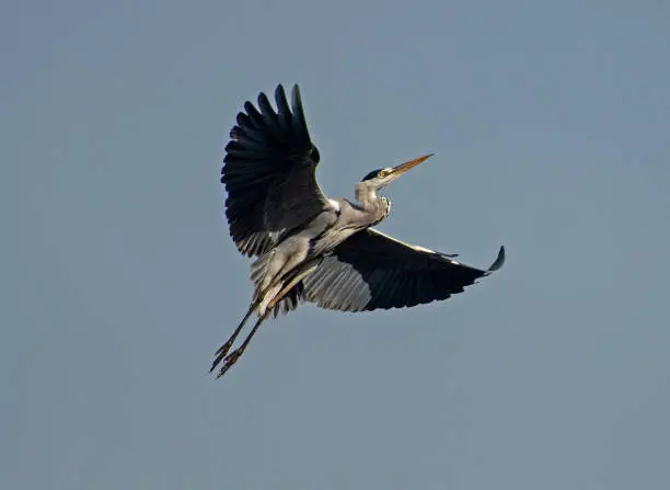 Large grey heron ardea cinerea in flight against blue sky background with wings spread
