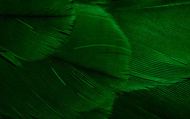 istock green hawk feathers with visible detail. background or texture 1360512360