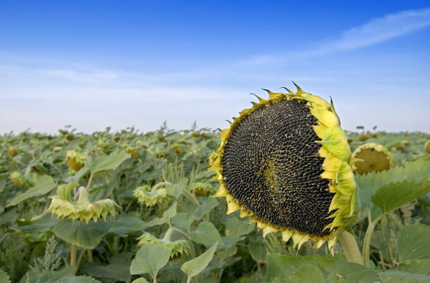 istock ripening sunflower 1360513619