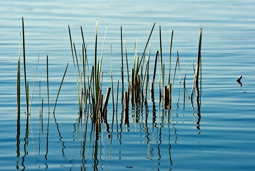 reed in a water