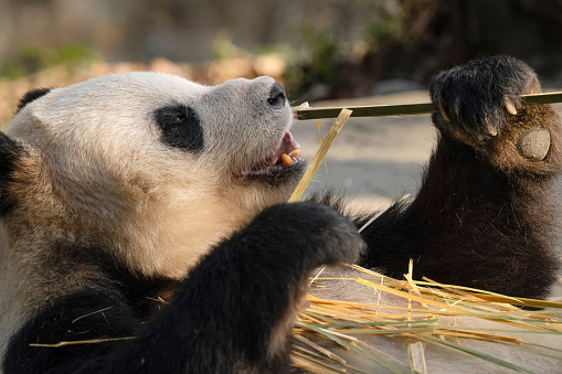 Chengdu Giant Panda eating bamboo