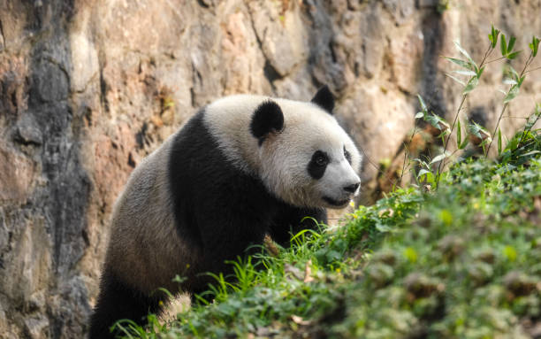 Running Chengdu bear Running Chengdu bear bamboo twist stock pictures, royalty-free photos & images