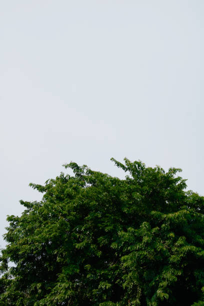 Jakarta, Indonesia, December 23, 2021: a photo of green tree leaves against a clear sky background