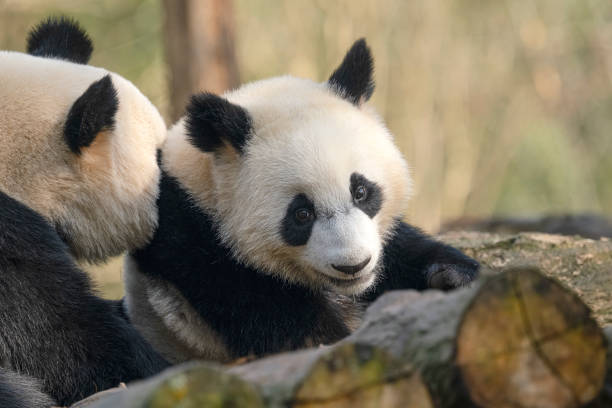 istock Two big bears playing in Chengdu 1360515551