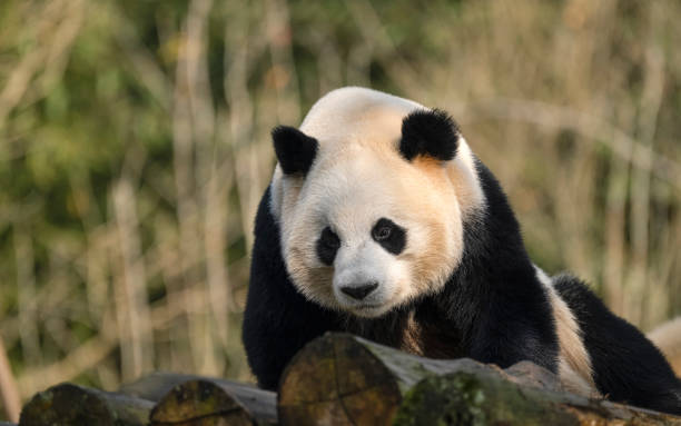 istock Two big bears playing in Chengdu 1360515585
