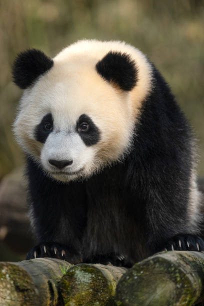 istock Two big bears playing in Chengdu 1360515635