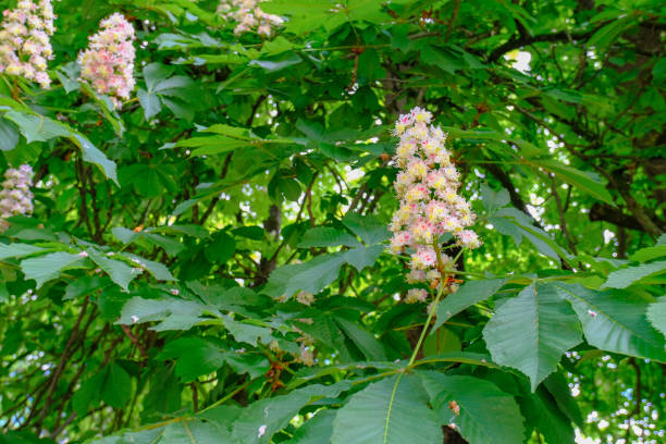 葉と花を閉じた栗の木の枝。春の自然の背景 - chestnut close up close to macro ストックフォトと画像