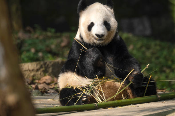 istock Chengdu Giant Panda eating bamboo 1360515748