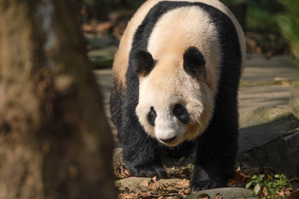istock Chengdu Panda 1360515750