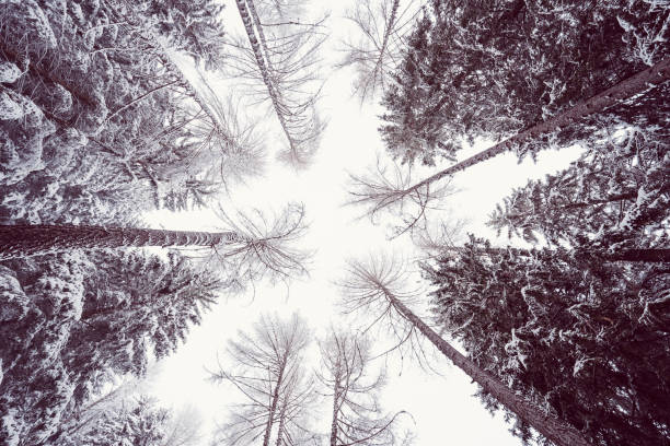 istock Snowy scene in the woods 1360516824
