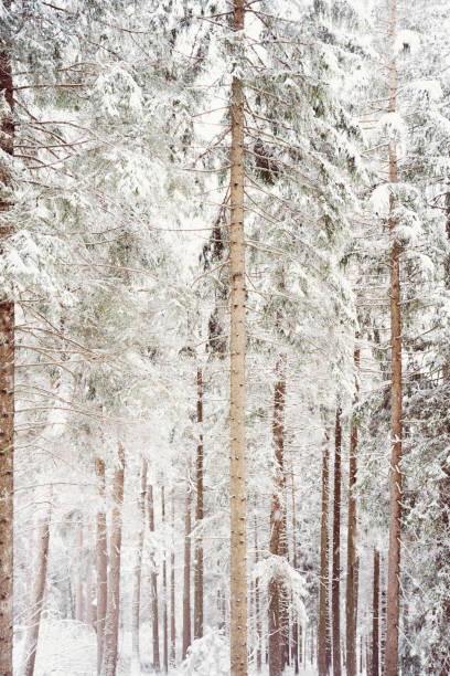 istock Snowy scene in the woods 1360516825