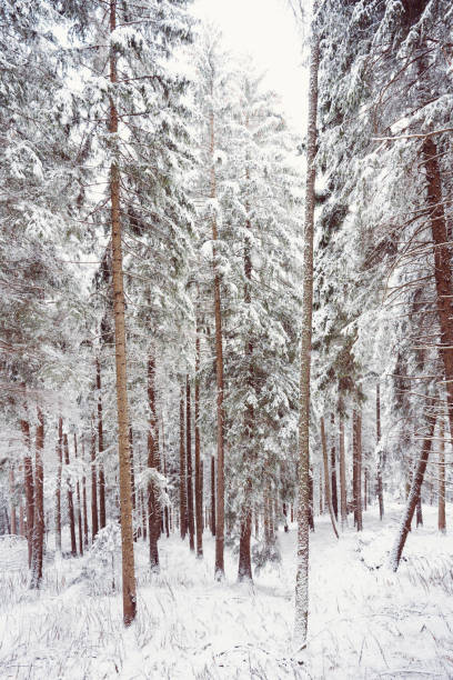 istock Snowy scene in the woods 1360516834