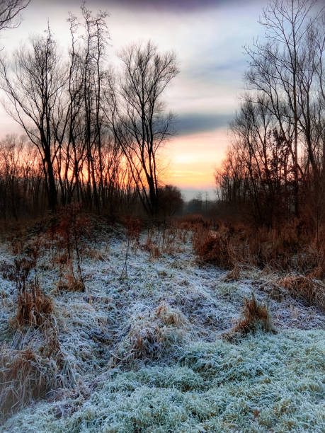 Woodland sunset Sunset in the woods during a frosty winter day delft winter netherlands snow stock pictures, royalty-free photos & images