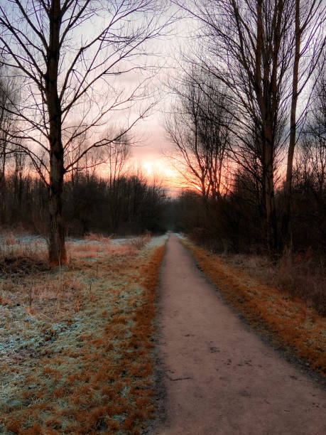 Sunset in the woods Sunset in the woods during a frosty winter day delft winter netherlands snow stock pictures, royalty-free photos & images
