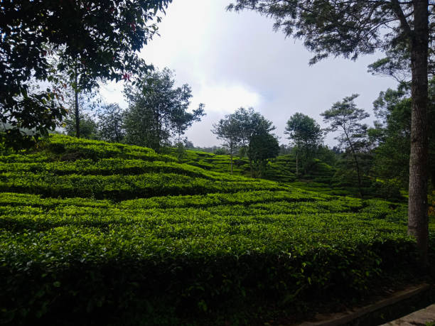 istock tea plantations in indonesia 1360520517