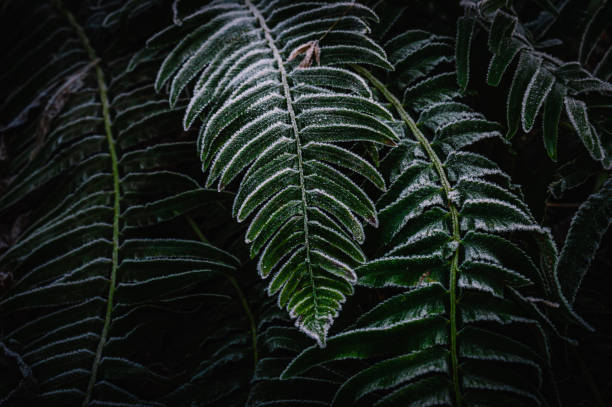 Close-up image of bracken leaves coated with a thin layer of frost on a cold winter morning
