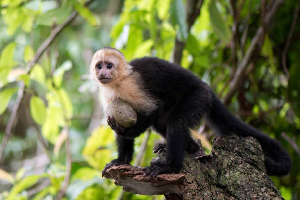 istock Baby Capuchin Monkey With Coconut 1360524275