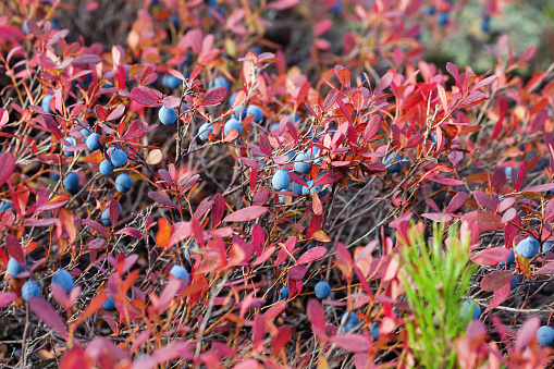 Mature blueberries with red leaves in autumn forest