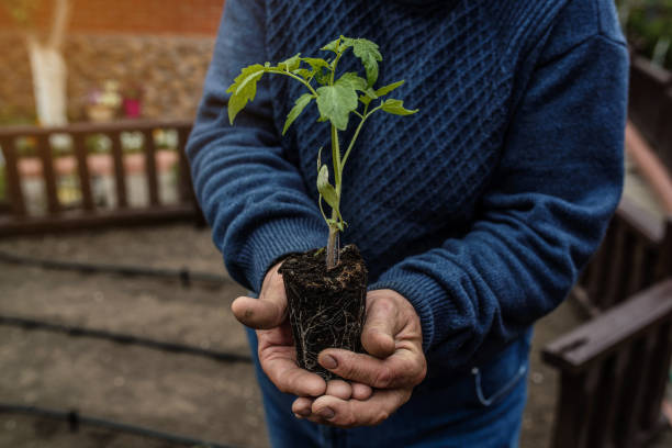 istock dirty hands holding a tomatoes seedlings on a green background 1360527801