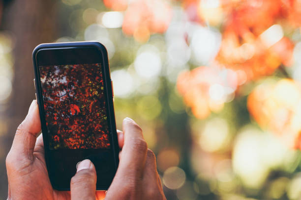 istock Hands holding mobile phone for take photo maple nature leaves background 1360527842