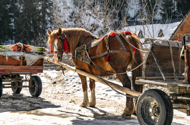 Horse in a beautiful traditional village sledding well-groomed chestnut horse harnessed to an old traditional rural cart. Walking tourist transport at the ski resort Bukovel in the Carpathian Mountains, Ukraine ukrainian village stock pictures, royalty-free photos & images