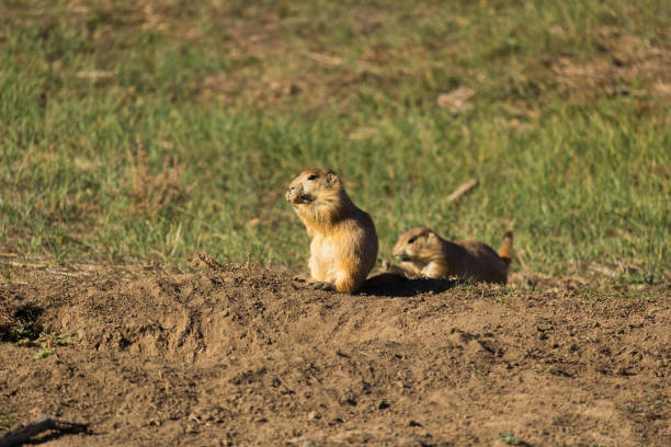 istock Prairie dog on a sunny day 1360528771