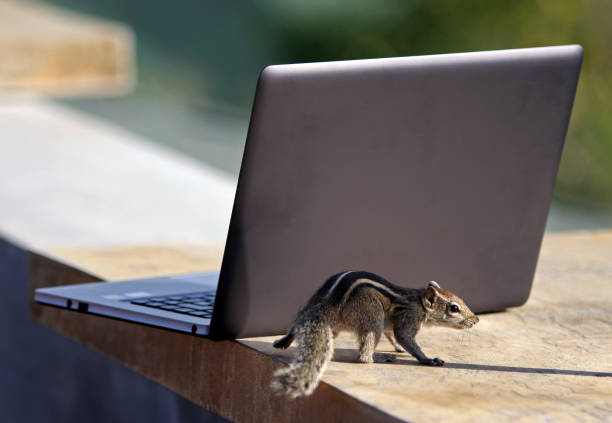 A squirrel on the edge of the laptop