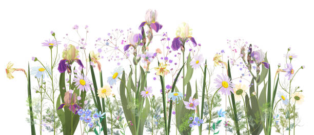 illustrations, cliparts, dessins animés et icônes de bordure horizontale du printemps: iris, jonquilles (narcisses), marguerites, fleurs bleu-violet, petites brindilles vertes sur fond blanc. dessin numérique, illustration à l’aquarelle, vue panoramique, vecteur - daffodil spring flower blue