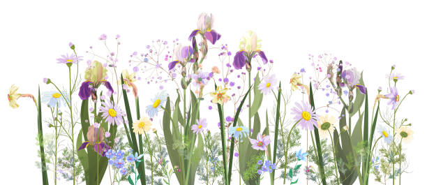 горизонтальная граница весны: ирисы, нарциссы (нарциссы), маргаритки, сине-фиолетовые цветки, маленькие зеленые веточки на белом фоне. цифро - daffodil bouquet isolated on white petal stock illustrations