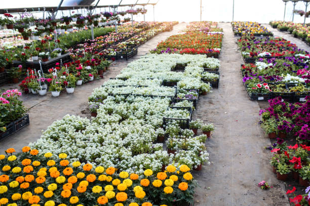 istock A floral greenhouse 1360529211