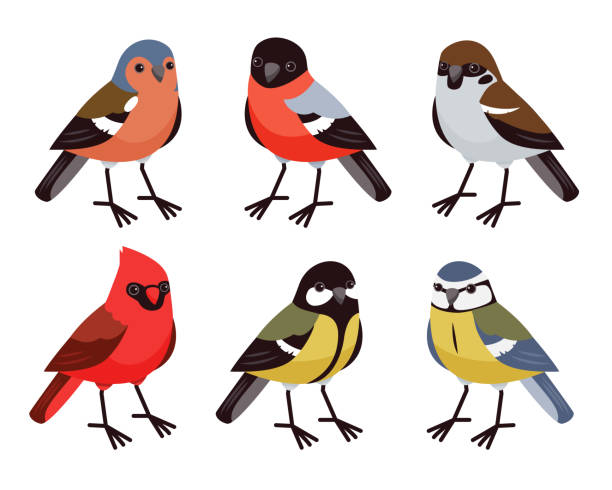 istock Vector set with cute little birds in cartoon style. Song birds, winter birds. Red cardinal, bullfinch, tit, finch and sparrow. 1360529954