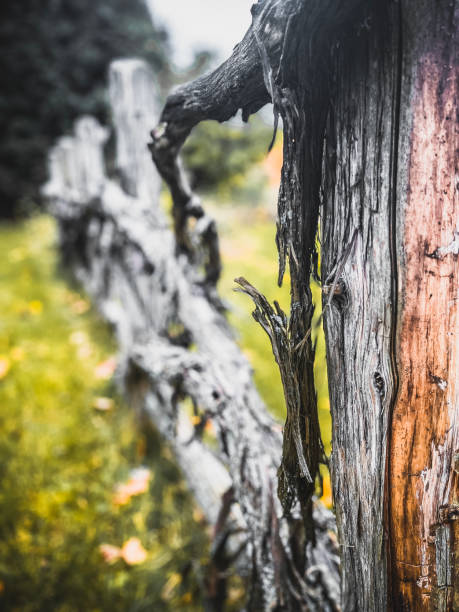 A very weathered and worn wooden fence against a rural country backdrop. Focus on the foreground close-up to wooden post in the foreground.
