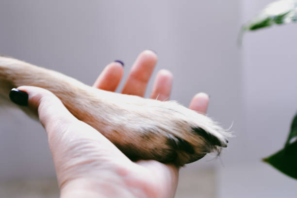 istock Cute dog paw in human hands 1360530439
