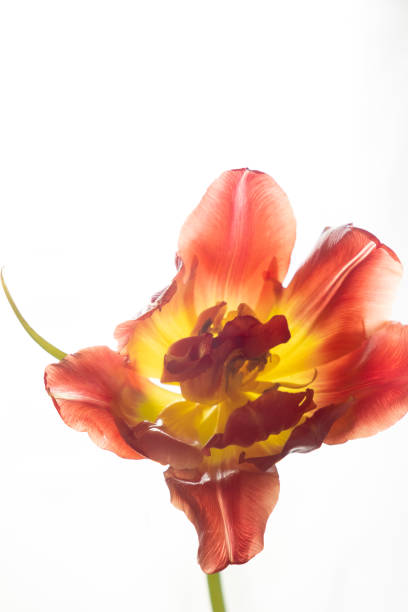 istock Red delicate tulip on a white background. Vertical photo and copy space 1360530506