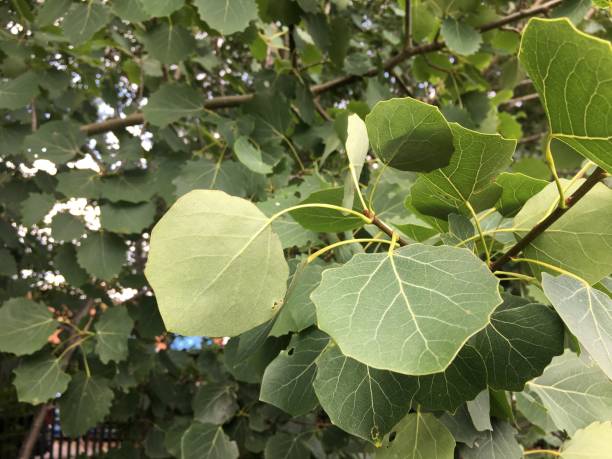 istock Aspen (Populus tremula) in August - Leaves 1360531896